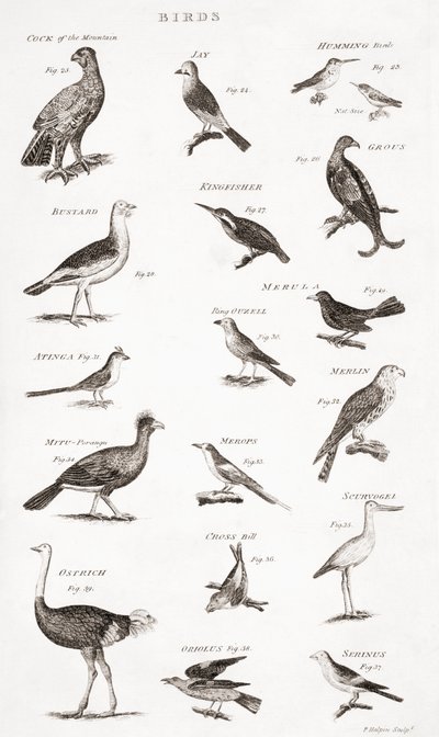 Diferentes tipos de aves de Unbekannt Unbekannt
